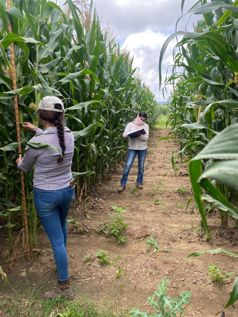 Gracias a Pro México...